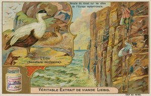 Eidereend; het verzamelen van eiderdons aan een Noord-Europese kust door French School