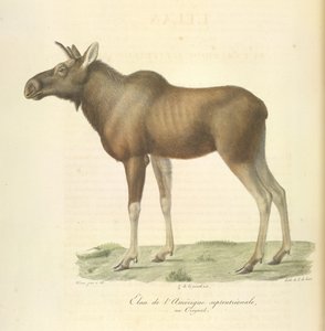 Noord-Amerikaanse eland, uit Histoire Naturelle des Mammifères door French School