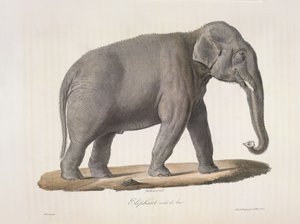 Mannelijke Aziatische olifant, uit Histoire Naturelle des Mammifères