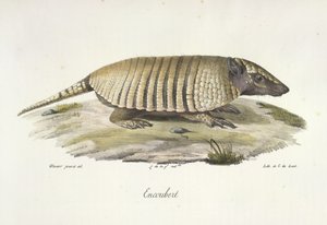 Gordeldier, uit Histoire Naturelle des Mammifères