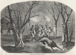Ontsnapping van een wolf in de Jardin des Plantes in Parijs - Gravure in 