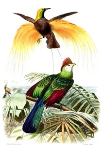 Exotische vogels: de kleine smaragdparadijs en de Touraco Pauline door French School