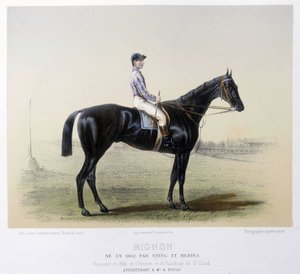 Beroemd renpaard - in 
