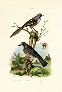 Kramsvogel door French School
