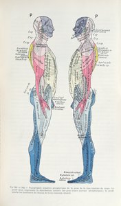 Fig. 381 & 382 Het zenuwstelsel, uit Semiologie des Affections du System Nerveux door J. Dejerine, 1914 door French School