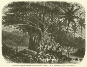 Kolossale vijgenboom in de Anna-Maria baai, Nouka-Hiva, Oceanië