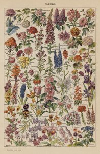 Bloemen