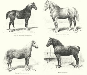 Vier Franse paardenrassen: Merlerault, Boulonnaise, Percheronne, Ardennaise