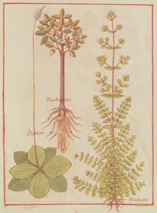Fr 12322 f.180v Weegbree, marjolein en alruin, uit Livre des Simples Medecines, ca. 1520-30 door French School