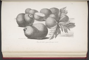 Fruit, uit Voyage pittoresque autour du monde, met portretten van wilden uit Amerika, Azië, Afrika en de eilanden van de grote Oceaan; landschappen, zeegezichten en verschillende objecten van natuurlijke historie; vergezeld van beschrijvingen door M. le b door French School