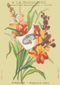 Giroflée - Elegantie, Luxe