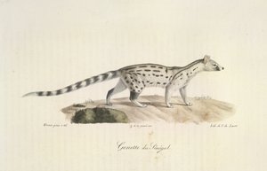 Genetkat uit Senegal, uit Histoire Naturelle des Mammifères (kleur litho)