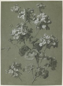 Geranium (Pelargonium sp.) (ca. 1800)