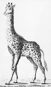 Giraffe teruggebracht door de heer Levaillant tijdens zijn reis in Afrika, illustratie uit Observations sur la Physique, sur l