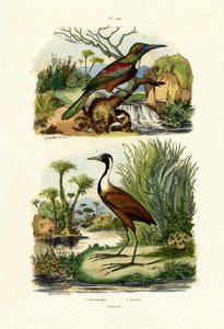 Grote Jacamar