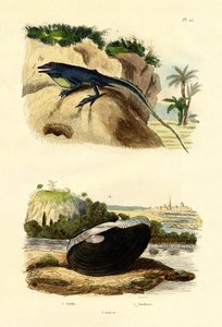 Groene Anolis, 1833-39 door French School