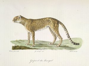 Guepard du Sénégal, uit Histoire Naturelle des Mammifères door French School