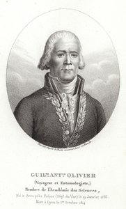 Guillaume Antoine Olivier door French School