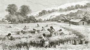 Oogst van Coca, Peru, illustratie uit Le Tour du Monde magazine, 1877