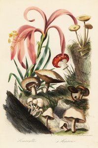 Hippeastrum-soorten, vliegenzwam, Amanita muscaria, Amanita caesarea, keizerszwam en andere paddenstoelen door French School