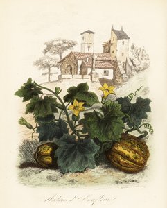 Honfleur meloen, Cucumis melo