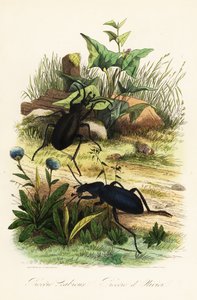 Grote violette grondkevers, Carabus scabrosus door French School