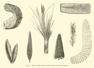Geribbelde oester, planten en fossiele vruchten uit het bekken van de Seine
