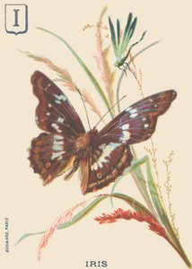 Iris (Apatura iris of Grote Mars veranderend) door French School