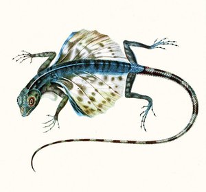 Illustratie van de glijdende hagedis - Draco Volans 1831 door French School