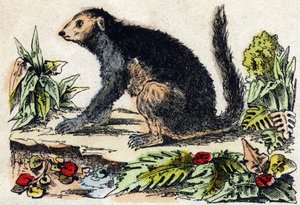 Indri (Lemur). Gravure in "Alphabet des animaux sauvages". 9e Serie. Beeld van Epinal, Pellerin, drukker-uitgever, circa 1870. Gravures op hout, gestencild. 16 pagina