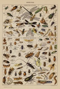 Insecten door French School