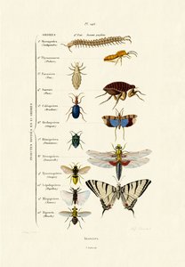 Insecten, 1833-39 door French School