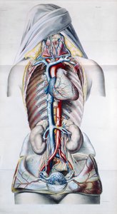 Interne organen van een vrouw, plaat uit Recherches Anatomiques, Physiologiques, et Pathologiques sur le System Veineux door Gilbert Breschet (1784-1845) gegraveerd door Engelmann, Parijs, 1829 door French School