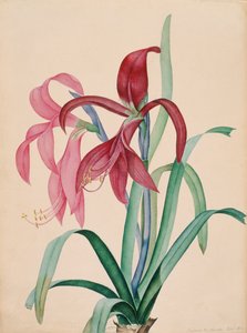 Iris, 1812 door French School