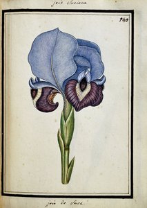 Iris Susiana door French School