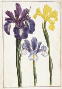 Iris, 18e eeuw