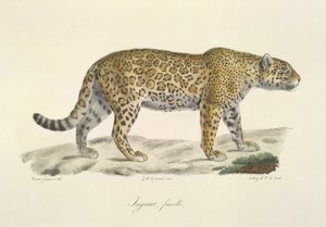 Jaguar, vrouwtje, uit Histoire Naturelle des Mammifères door French School