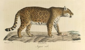 Mannelijke jaguar, uit Histoire Naturelle des Mammifères