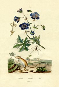 Jerboa door French School