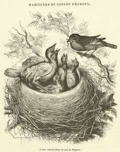 Jonge koekoek in een musnesten (gravure) door French School