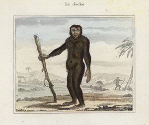 Jocko