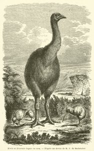 Kiwis en Dinornis ingens of moa (gravure)