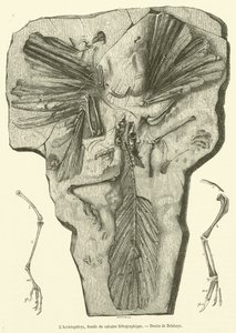 De Archaeopteryx, fossiel uit lithografische kalksteen