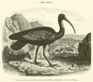 De gigantische ibis, ontdekt in 1876, aan de oevers van de Mekong, Cambodja door French School