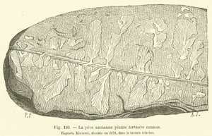 De oudst bekende aardplant (gravure)