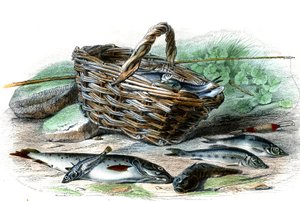 De forel (Salmo Trutta), de kabbeljauw (Collus Chabraea), de driedoornige stekelbaars (Gasterosteus aculeatus), de alver (Gobio Gobio), de blankvoorn (Alburnus Alburnus) - Plaat uit Natural History door Bernard Germain de Lacepede (1856-1925), editie P.Fur door French School