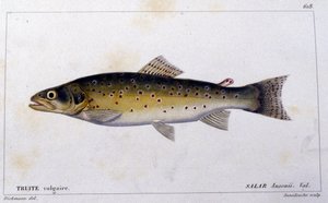 De gewone forel volgens 
