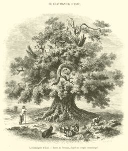 De kastanjeboom van Esau (gravure) door French School