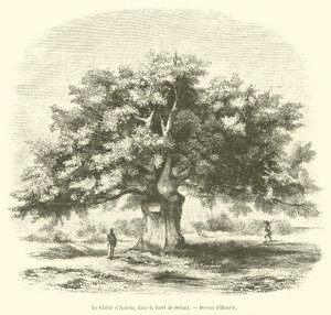 De eik van Antein, in het bos van Senart (gravure) door French School