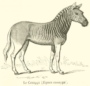 Le Couagga, Equus couagga